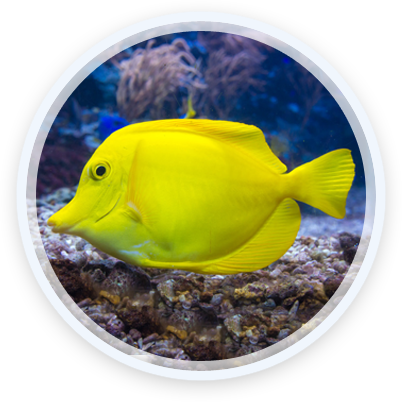 Yellow Tang